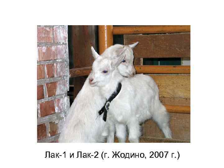 Лак-1 и Лак-2 (г. Жодино, 2007 г. ) 