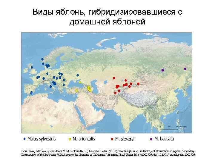 Виды яблонь, гибридизировавшиеся с домашней яблоней Cornille A, Gladieux P, Smulders MJM, Roldán-Ruiz I,