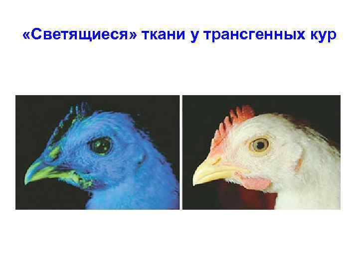  «Светящиеся» ткани у трансгенных кур 