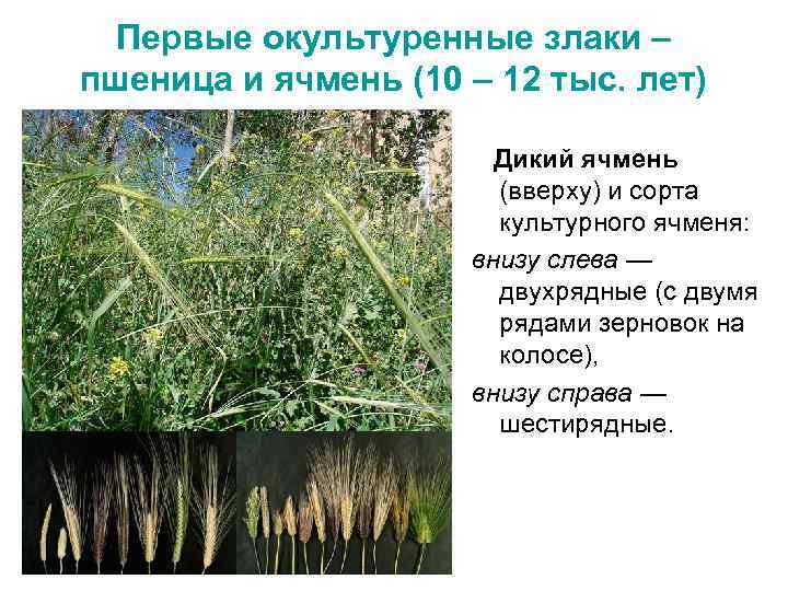 Первые окультуренные злаки – пшеница и ячмень (10 – 12 тыс. лет) Дикий ячмень