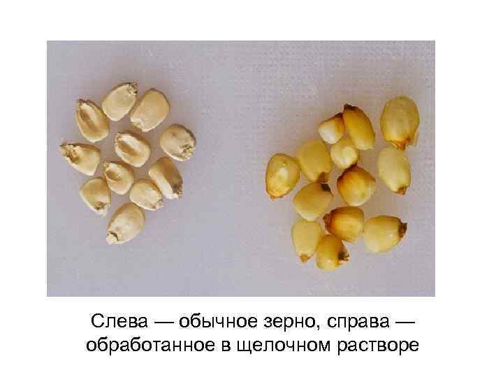 Слева — обычное зерно, справа — обработанное в щелочном растворе 