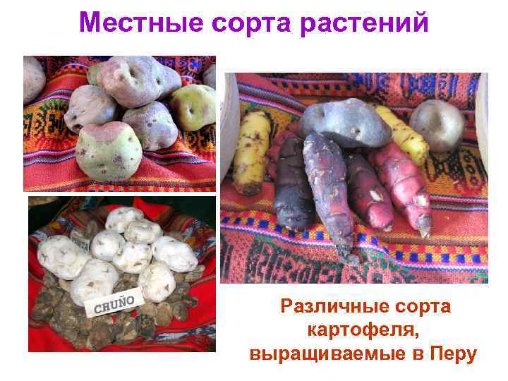 Местные сорта растений Различные сорта картофеля, выращиваемые в Перу 