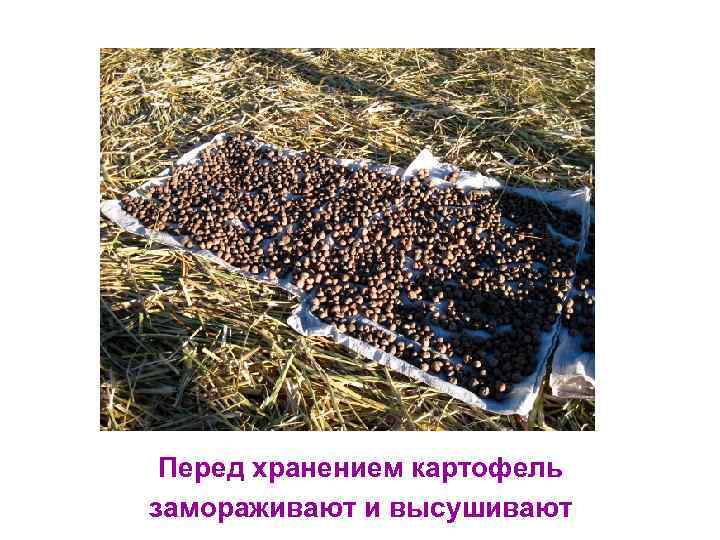 Перед хранением картофель замораживают и высушивают 