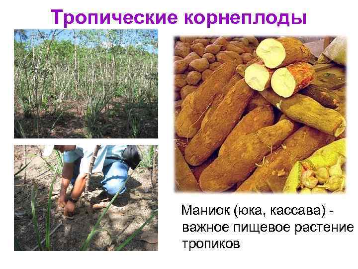 Тропические корнеплоды Маниок (юка, кассава) важное пищевое растение тропиков 