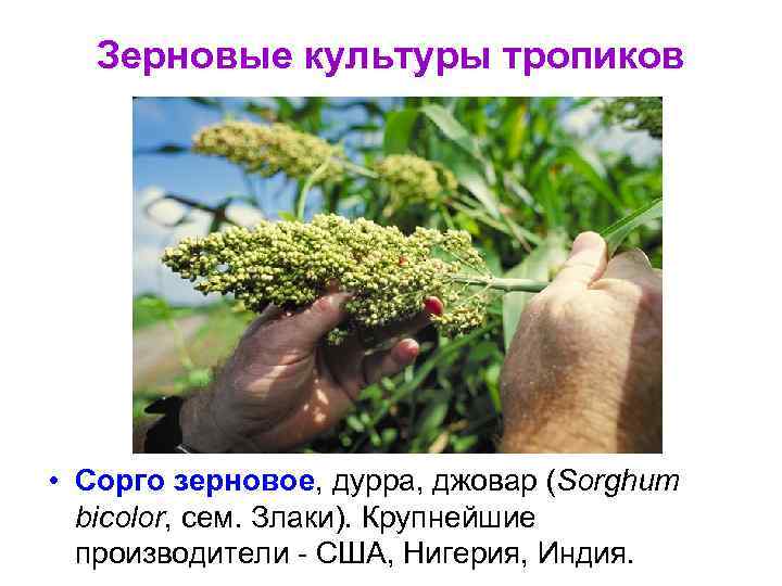 Зерновые культуры тропиков • Сорго зерновое, дурра, джовар (Sorghum bicolor, сем. Злаки). Крупнейшие производители