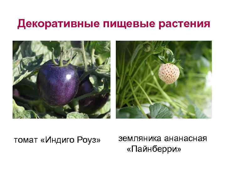 Декоративные пищевые растения томат «Индиго Роуз» земляника ананасная «Пайнберри» 