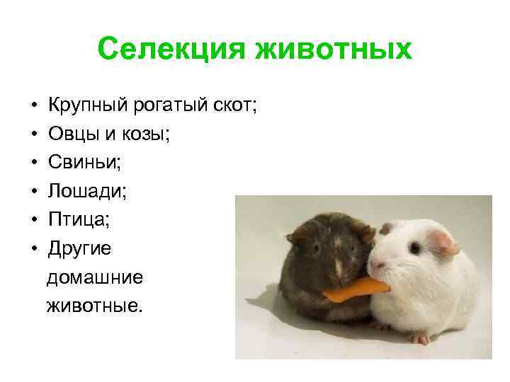 Селекция животных • • • Крупный рогатый скот; Овцы и козы; Свиньи; Лошади; Птица;