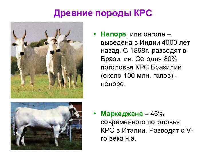 Древние породы КРС • Нелоре, или онголе – выведена в Индии 4000 лет назад.