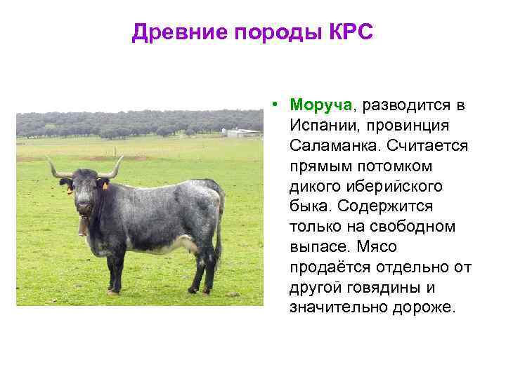 Древние породы КРС • Моруча, разводится в Испании, провинция Саламанка. Считается прямым потомком дикого