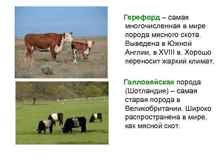 Герефорд – самая многочисленная в мире порода мясного скота. Выведена в Южной Англии, в