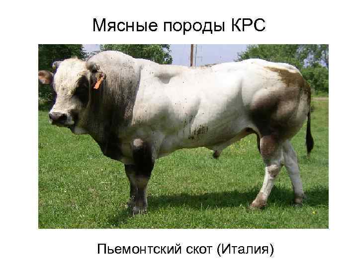 Мясные породы КРС Пьемонтский скот (Италия) 