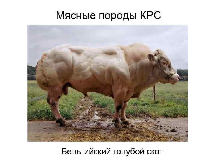 Мясные породы КРС Бельгийский голубой скот 