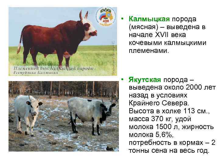  • Калмыцкая порода (мясная) – выведена в начале XVII века кочевыми калмыцкими племенами.