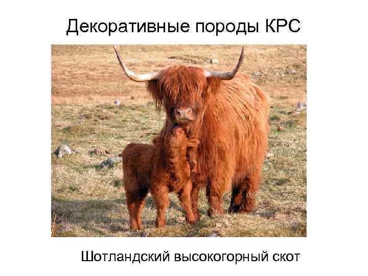 Декоративные породы КРС Шотландский высокогорный скот 