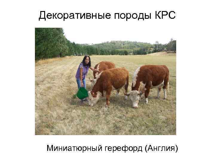 Декоративные породы КРС Миниатюрный герефорд (Англия) 