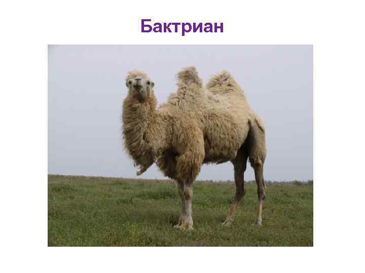 Бактриан 