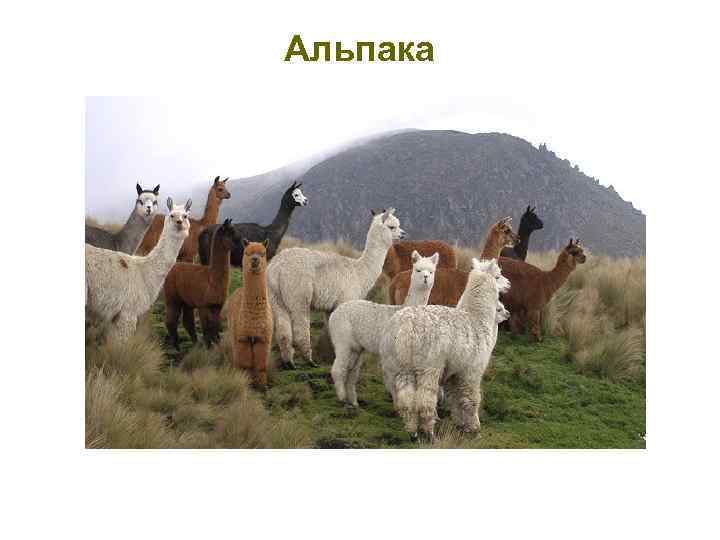 Альпака 