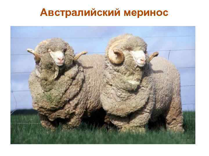Австралийский меринос 