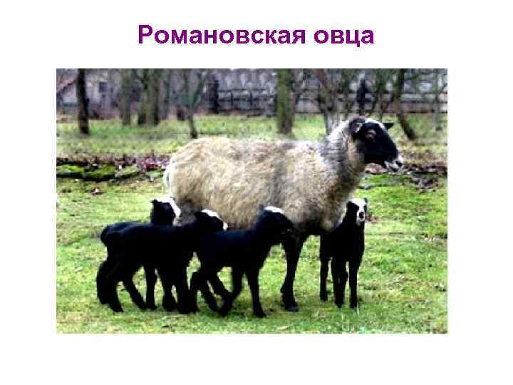 Романовская овца 