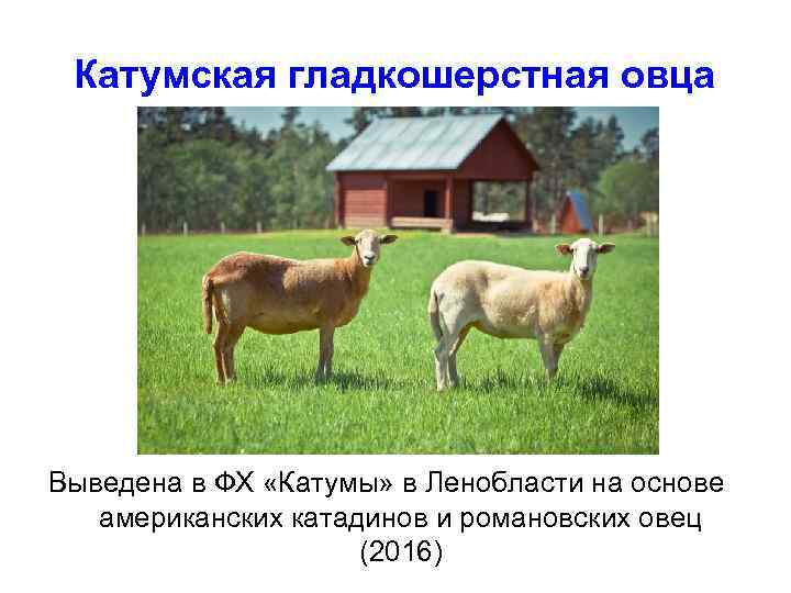 Катумская гладкошерстная овца Выведена в ФХ «Катумы» в Ленобласти на основе американских катадинов и