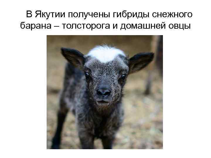 В Якутии получены гибриды снежного барана – толсторога и домашней овцы 