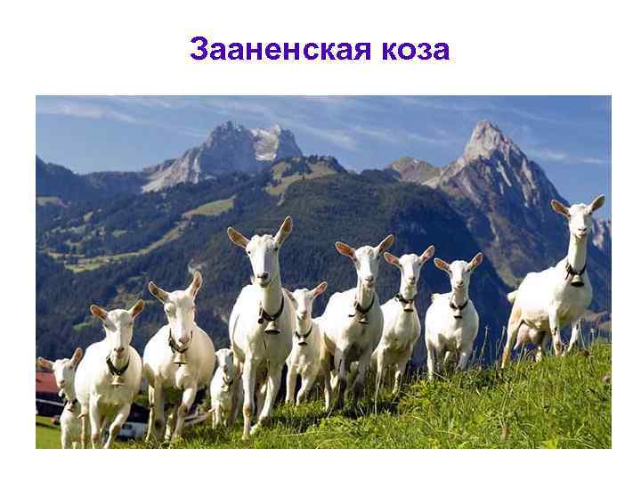 Зааненская коза 