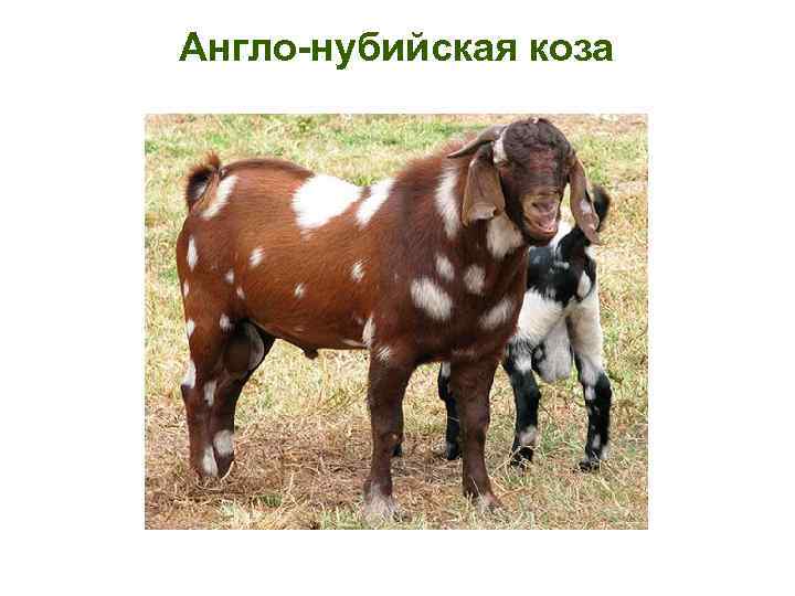 Англо-нубийская коза 