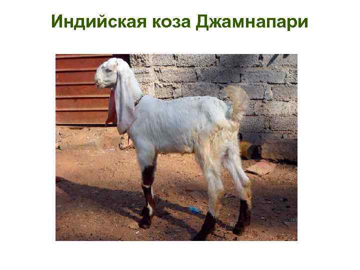Индийская коза Джамнапари 
