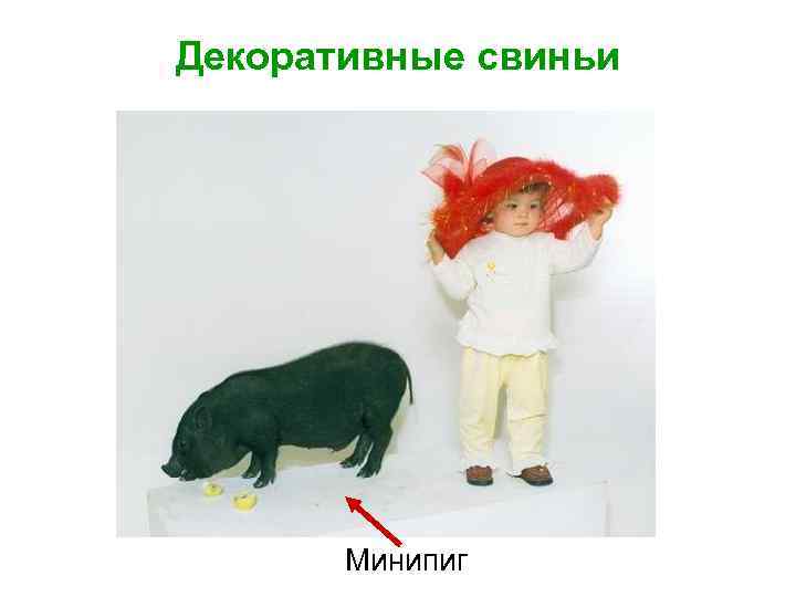 Декоративные свиньи Минипиг 