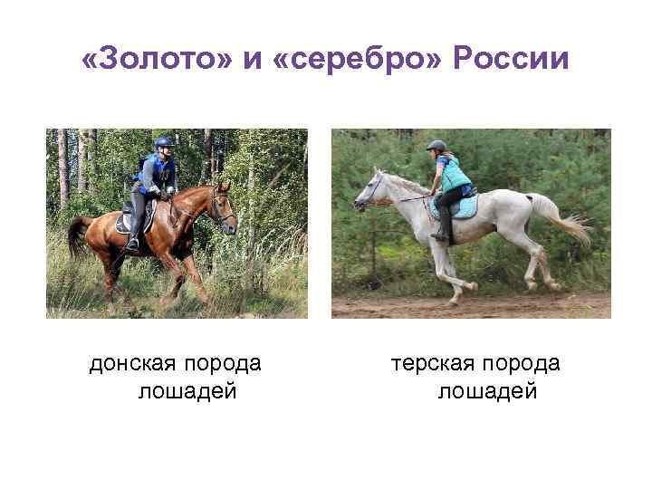  «Золото» и «серебро» России донская порода лошадей терская порода лошадей 
