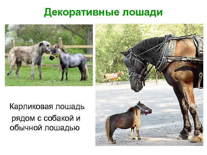 Декоративные лошади Карликовая лошадь рядом с собакой и обычной лошадью 