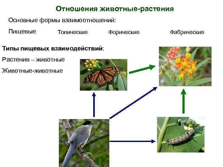 Отношения животные-растения Основные формы взаимоотношений: Пищевые Топические Типы пищевых взаимодействий: Растения – животные Животные-животные