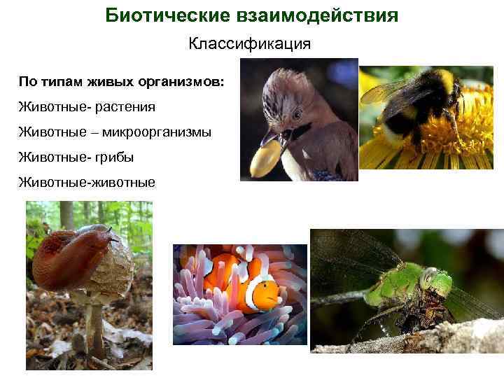 Биотические взаимодействия Классификация По типам живых организмов: Животные- растения Животные – микроорганизмы Животные- грибы