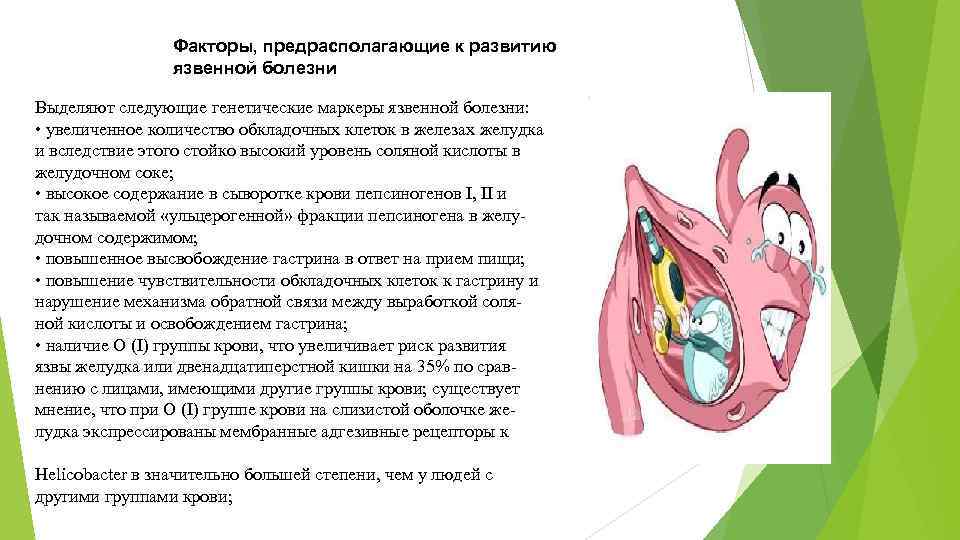 Факторы, предрасполагающие к развитию язвенной болезни Выделяют следующие генетические маркеры язвенной болезни: • увеличенное