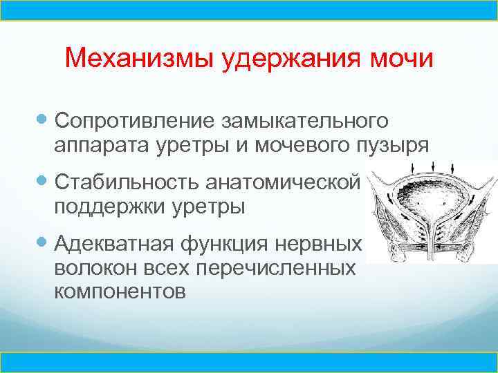 Ч Механизмы удержания мочи Сопротивление замыкательного аппарата уретры и мочевого пузыря Стабильность анатомической поддержки