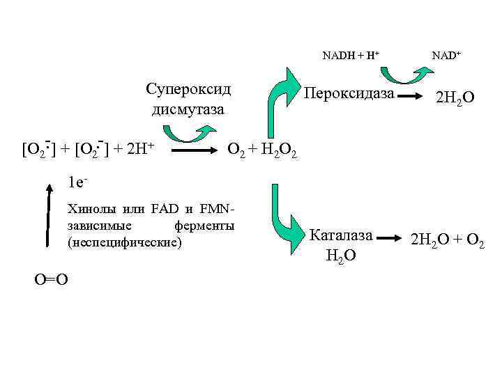 NADH + H+ NAD+ Cупероксид дисмутаза Пероксидаза 2 H 2 O . [O