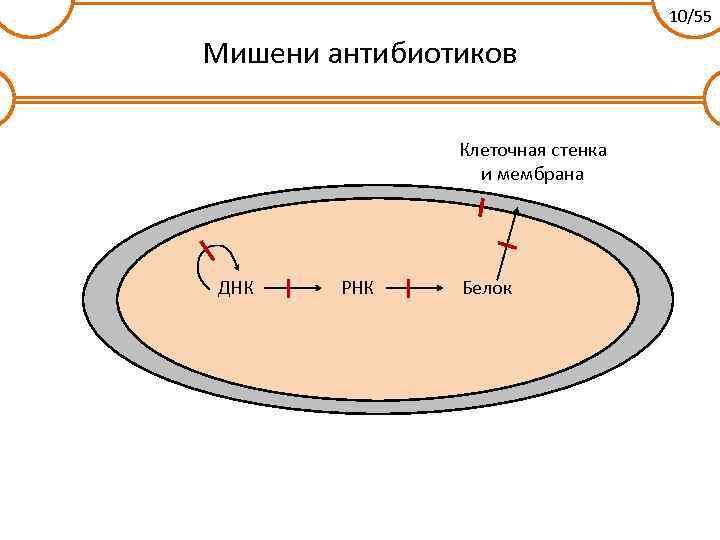 10/55 Мишени антибиотиков Клеточная стенка и мембрана ДНК РНК Белок 