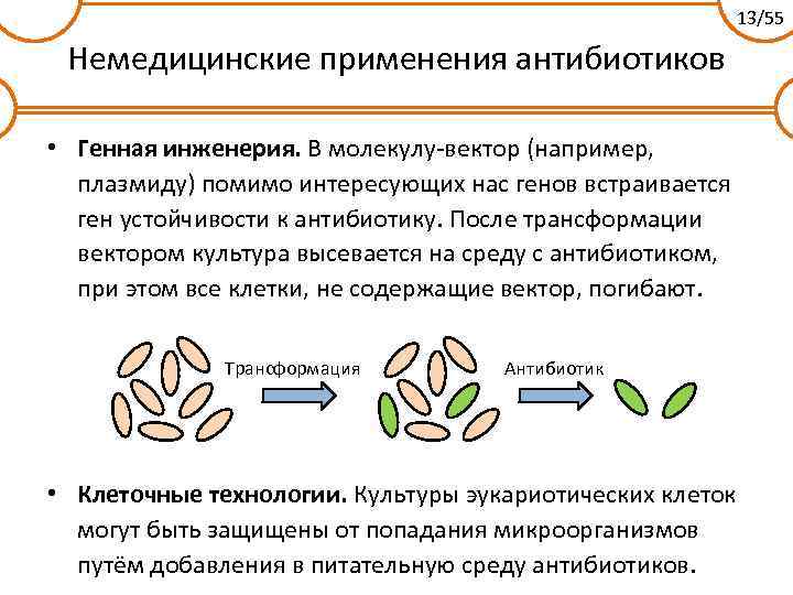 13/55 Немедицинские применения антибиотиков • Генная инженерия. В молекулу-вектор (например, плазмиду) помимо интересующих нас