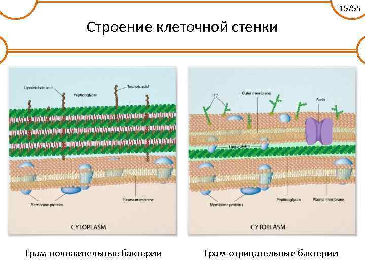 15/55 Строение клеточной стенки Грам-положительные бактерии Грам-отрицательные бактерии 