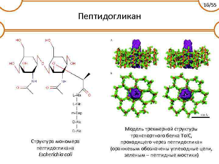 16/55 Пептидогликан Структура мономера пептидогликана Escherichia coli Модель трехмерной структуры транспортного белка Tol. C,