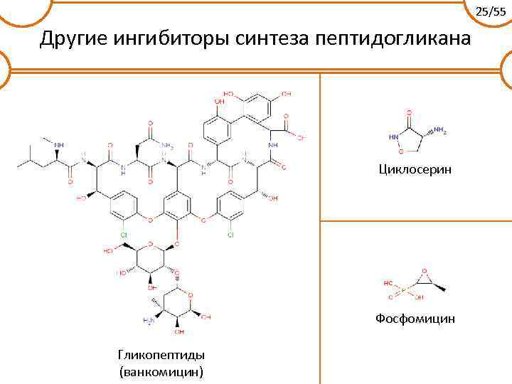 25/55 Другие ингибиторы синтеза пептидогликана Циклосерин Фосфомицин Гликопептиды (ванкомицин) 