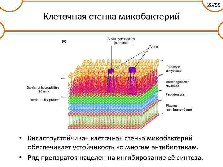 28/55 Клеточная стенка микобактерий • Кислотоустойчивая клеточная стенка микобактерий обеспечивает устойчивость ко многим антибиотикам.