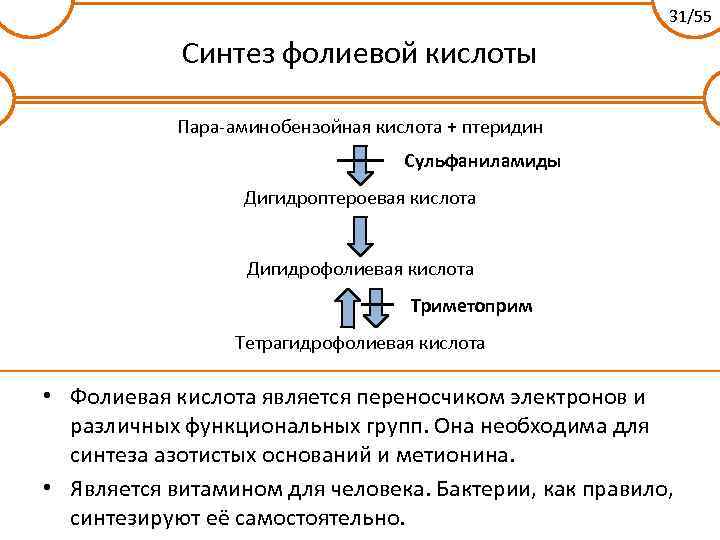 31/55 Синтез фолиевой кислоты Пара-аминобензойная кислота + птеридин Сульфаниламиды Дигидроптероевая кислота Дигидрофолиевая кислота Триметоприм