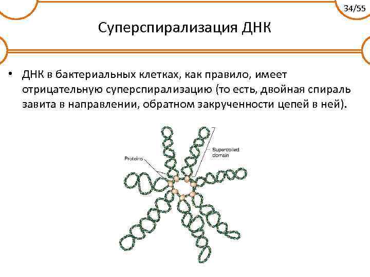 34/55 Суперспирализация ДНК • ДНК в бактериальных клетках, как правило, имеет отрицательную суперспирализацию (то