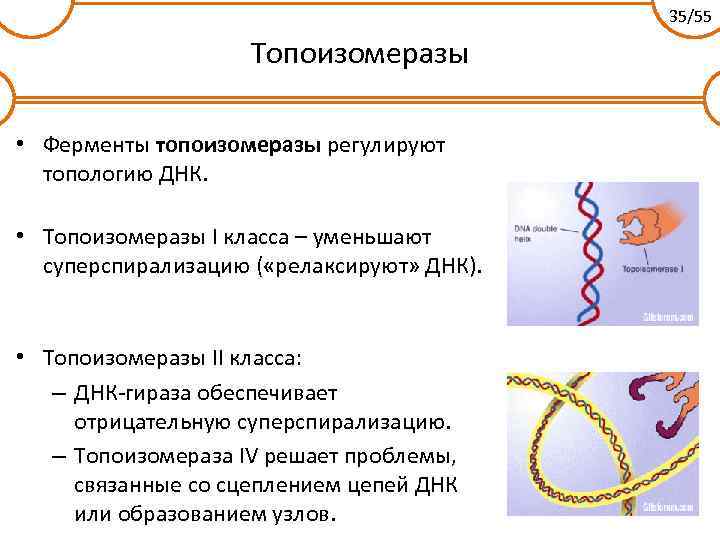 35/55 Топоизомеразы • Ферменты топоизомеразы регулируют топологию ДНК. • Топоизомеразы I класса – уменьшают