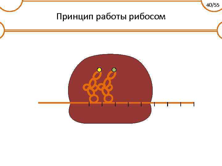 40/55 Принцип работы рибосом 