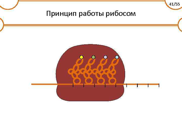 Клетка бактерий рибосомы. Принцип работы рибосом. Рибосома принцип работы схема. Рибосомы принцип действия. Рибосомы бактерий строение.