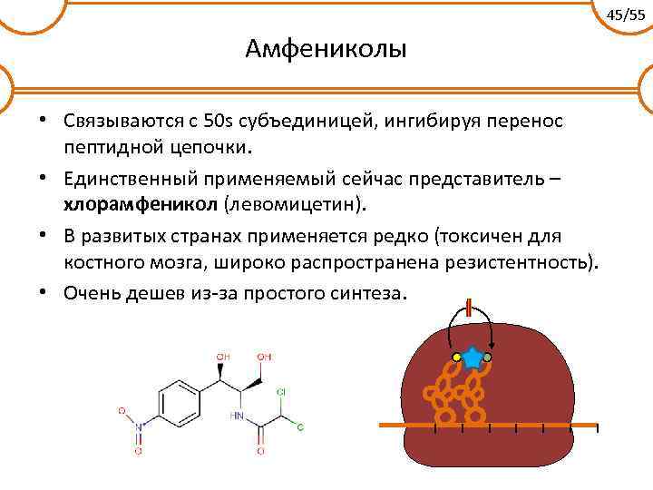 45/55 Амфениколы • Связываются с 50 s субъединицей, ингибируя перенос пептидной цепочки. • Единственный