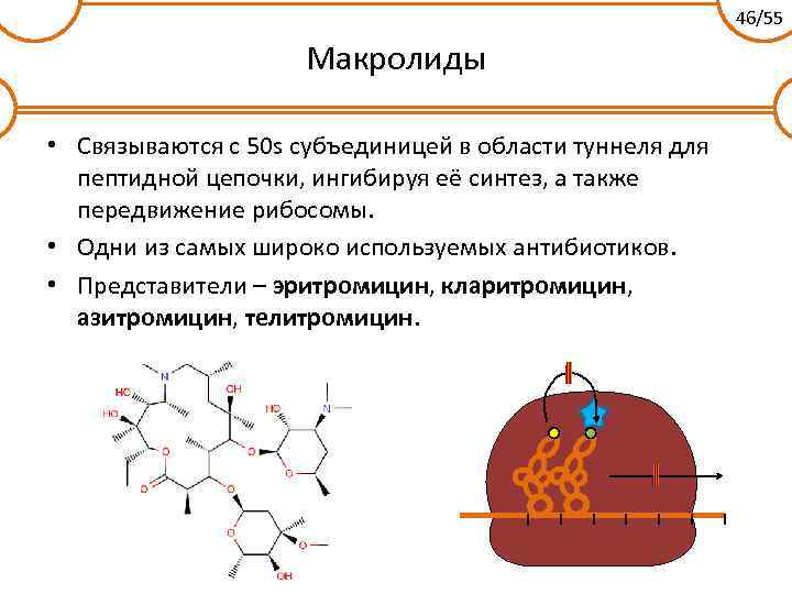 46/55 Макролиды • Связываются с 50 s субъединицей в области туннеля для пептидной цепочки,