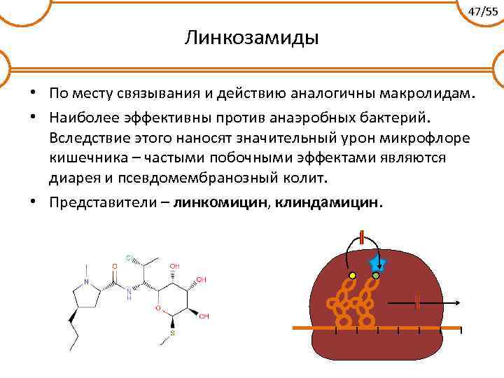 Линкозамиды презентация фармакология